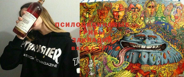PSILOCYBIN Армянск